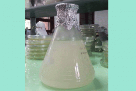 Peneliti IPB Temukan Termoplastik Dari Kelapa Sawit