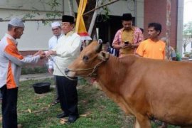 Bupati Saksikan Penyembelihan Sembilan Ekor Hewan Kurban Setda Inhil