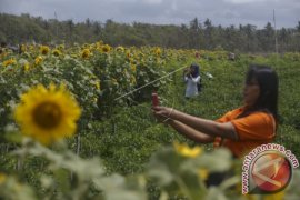 Ladang Bunga Matahari