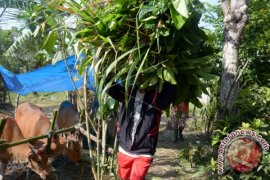 UGM Mendirikan Posko Pengungsian Ternak Korban Gunung Agung