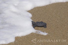 Pelepasan 1000 Tukik Pantai Taman Kili-Kili