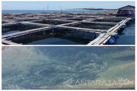 Pembudi Daya Kerapu di Situbondo Dapatkan Bantuan dari KKP