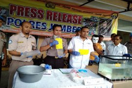 Polres Jember Ungkap Penyelundupan Ribuan Benur di Pantai Selatan