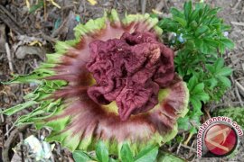 Bunga Bangkai Suweg Tumbuh di Bandung