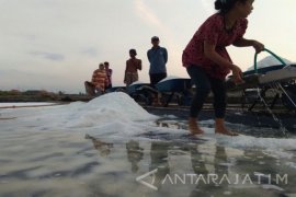 Garam Krosok Petani Probolinggo Naik Dampak Musim Hujan