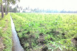 Perusda Perkebunan Banongan Situbondo Kembangkan Agrowisata