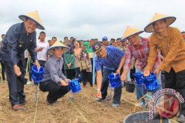Sumut upayakan peningkatan produksi kedelai tekan impor