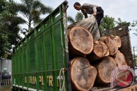 Kemenhut tangkap dua pembalak di hutan lindung Lampung Selatan