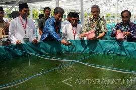 Budidaya Lele Bioflok