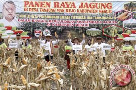 PANEN JAGUNG MESUJI LAMPUNG
