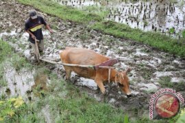 BAJAK  SAWAH SECARA TRADISONAL Page 1 Small