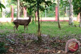Hutan Kota Rantau Kedatangan Sepasang Rusa
