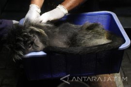 Pemeriksaan Kesehatan Lutung Jawa