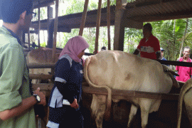 Deteksi dini kebuntingan sapi menggunakan tespack