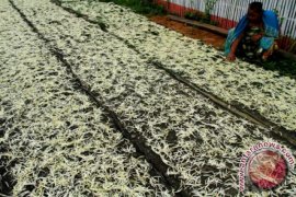 PRODUKSI ASAM MANGGA