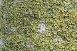 Kualitas Udara Di Kampus IPB Bagus, Ini Buktinya...