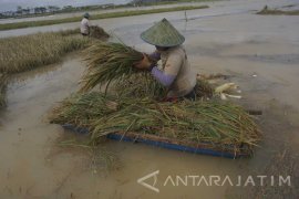 Terendam Banjir, Harga Gabah Petani Jatuh