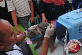 Kadis Imbau Pemelihara Kucing Waspada Rabies