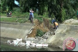 Tanggul Irigasi Jebol, Ribuan Hektare Lahan Pertanian Terancam Kekeringan
