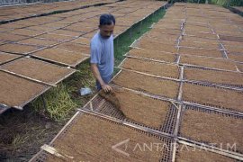 Dirundung Hujan-Mendung, Harga Tembakau Tiurun