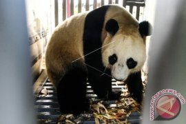 KEDATANGAN SEPASANG PANDA GIANT