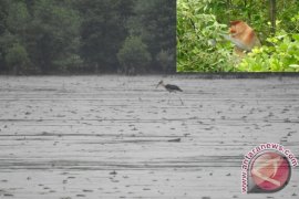 Pantai Satiruk Surga Wisata Tersembunyi Kotawaringin Timur