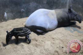 Tapir Hasil Penyelamatan Di TSI Melahirkan