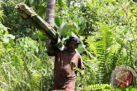 JUAL BAMBU LEMANG Page 1 Small