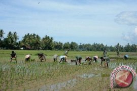 Tingkatkan Produktivitas Petani, Padangpariaman Dorong Kelompok Tani Unggul Bina Petani