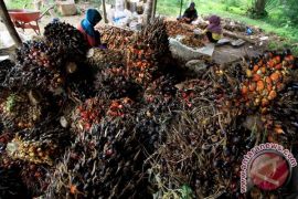 Moratorium sawit selesaikan tumpang tindih kawasan hutan