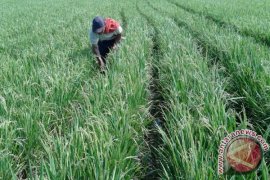 Apa Itu Teknologi PATBO SUPER?