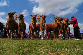 Kontes Sapi Sonok