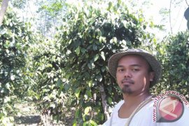 Petani Bangka Tengah keluhkan harga lada anjlok