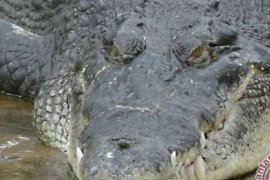 Awas!! Buaya Ganas Serang Dua Warga Kuansing