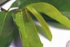 Bagaimana Jadinya Jika Teh Terbuat Dari Daun Sirsak??
