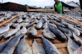 Disperindag Pekanbaru Bentuk Tim Dalami Laporan Ikan Berformalin