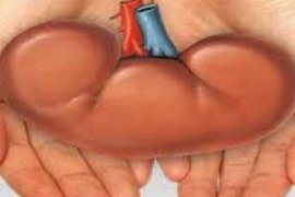 Penderita Gagal Ginjal Sangat Disarakan Untuk Melakukan Transplantasi