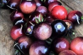  Buah-buah Berikut ini Berfungsi Redakan Batuk! 