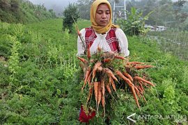 Musim Panen, Harga Sayuran di Selo Turun