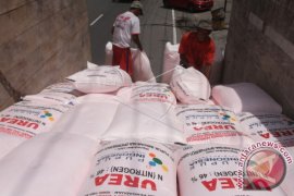 Pupuk urea langka di Langsa