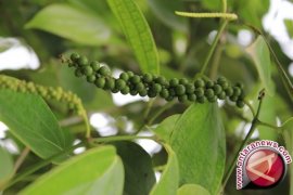 Dinas Perkebunan Latih Warga Tanam Lada Perdu 