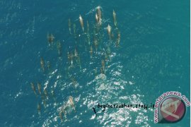 Peneliti IPB Kaji Mamalia Laut dengan Drone