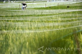 Memasang Jaring Anti Hama Burung