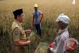 Bupati, Petani Dan Hal-hal Di Luar Tentatif