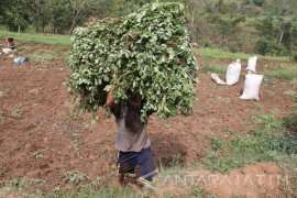 Kacang Tanah Lereng Gunung Wilis