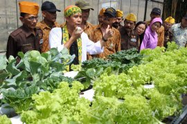 Pelatihan Tanaman Hidroponik Untuk Veteran