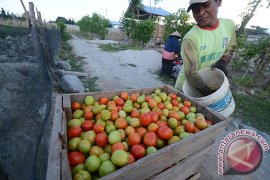 HARGA TOMAT DI TITIK TERENDAH Page 1 Small