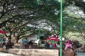 Menikmati Kerindangan Hutan Trembesi di Tengah Kota Madiun