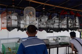 Lomba Kicau Burung Meriahkan Hut Ke-72 Armada 