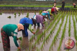 Tradisi Baugingan Atau Baarian Petani HST